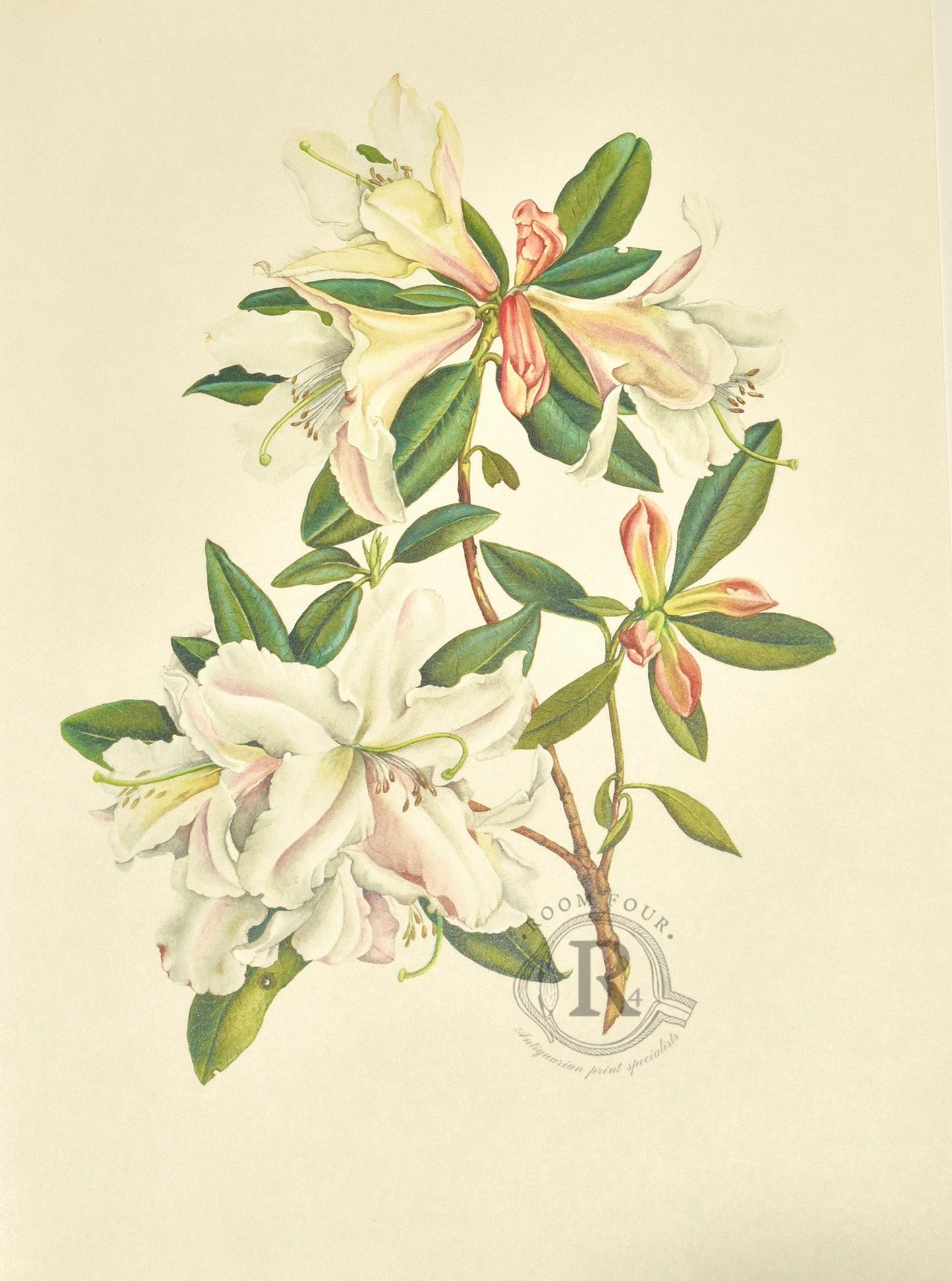 Limited Edition Botanical Print "Rhododendron Harry Tagg" by Elizabeth Cameron - Room Four