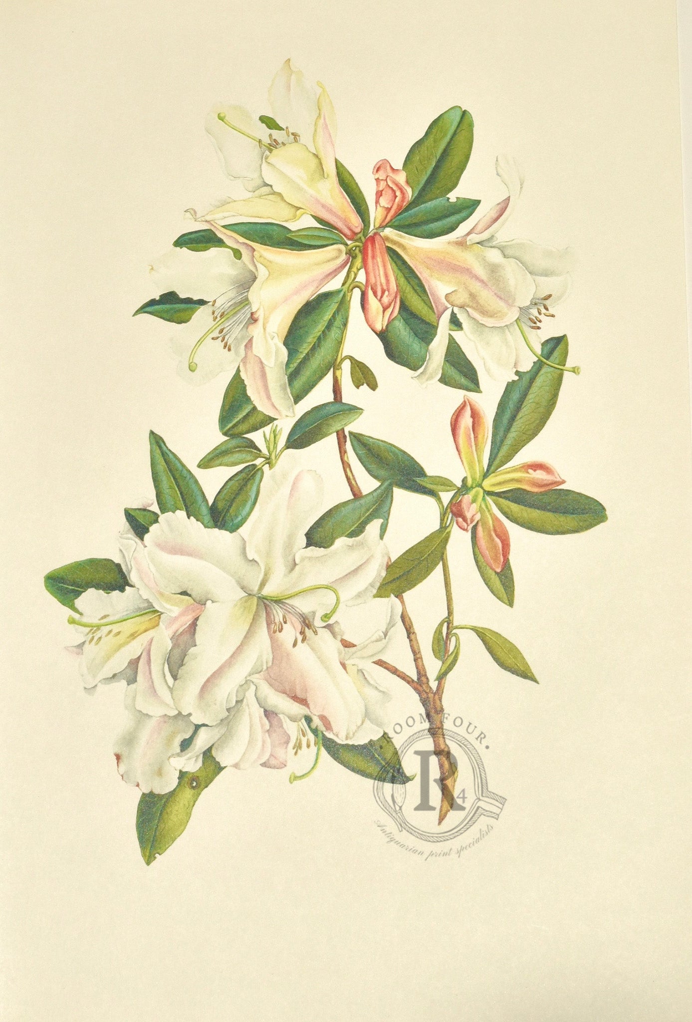 Limited Edition Botanical Print "Rhododendron Harry Tagg" by Elizabeth Cameron - Room Four