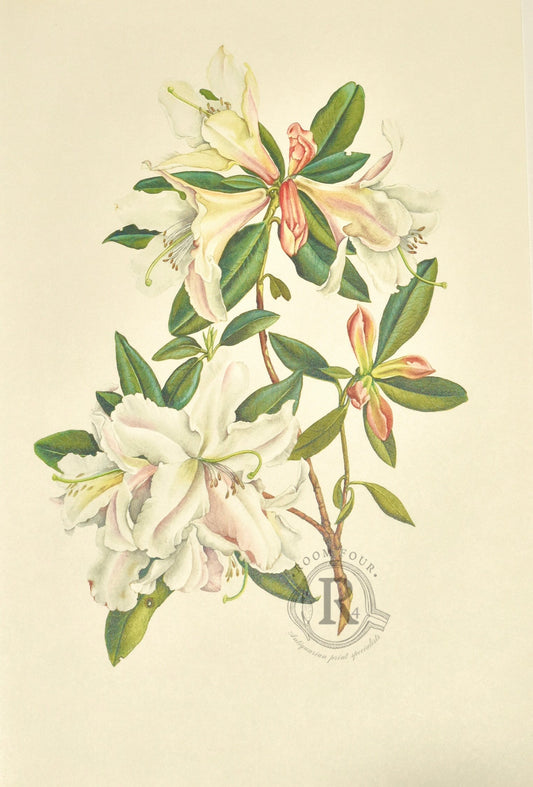 Limited Edition Botanical Print "Rhododendron Harry Tagg" by Elizabeth Cameron - Room Four