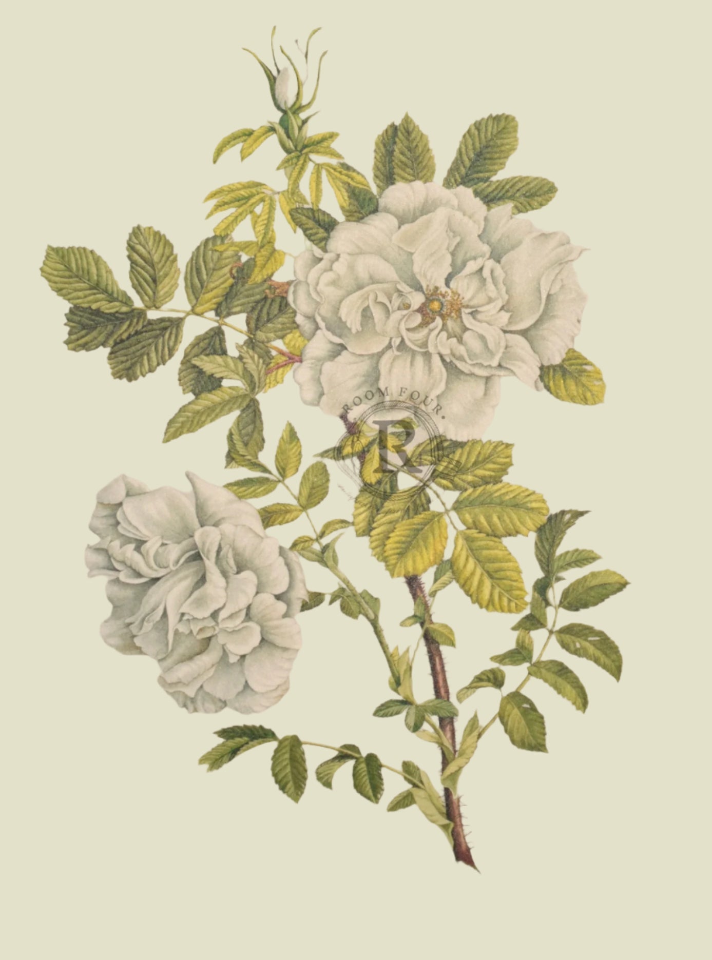 Limited Edition Botanical Print "Rosa Rugosa Blanc Double de Courbert" by Elizabeth Cameron - Room Four