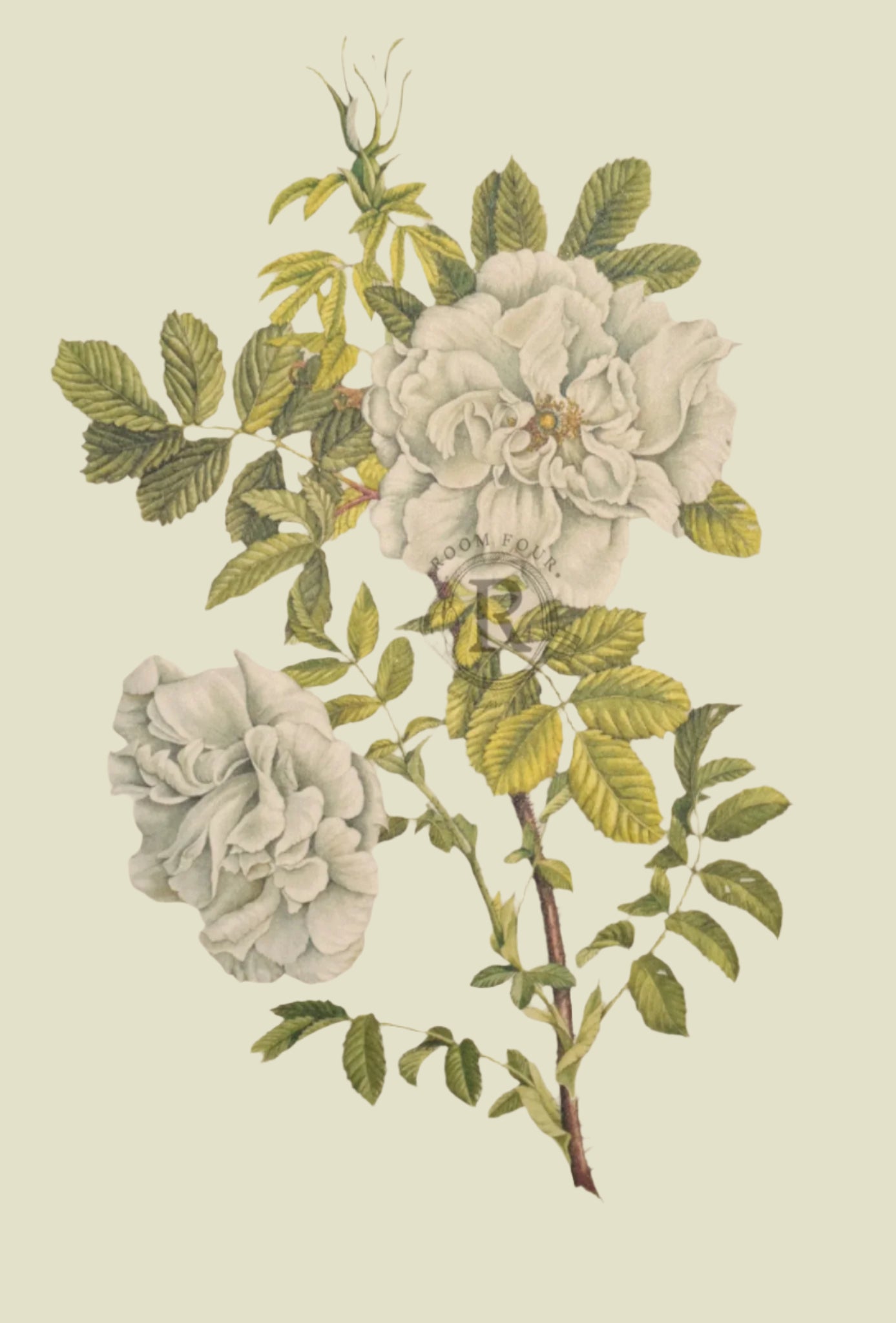Limited Edition Botanical Print "Rosa Rugosa Blanc Double de Courbert" by Elizabeth Cameron - Room Four