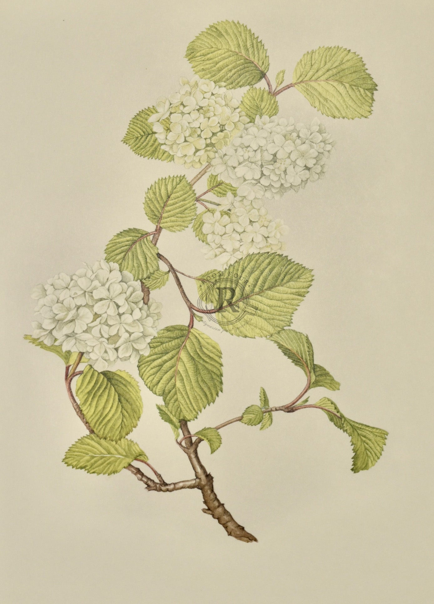 Limited Edition Botanical Print "Viburnum Plicatum Grandiflorum" by Elizabeth Cameron - Room Four