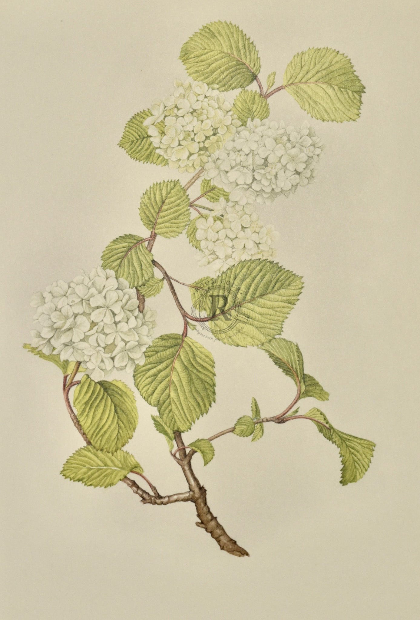 Limited Edition Botanical Print "Viburnum Plicatum Grandiflorum" by Elizabeth Cameron - Room Four