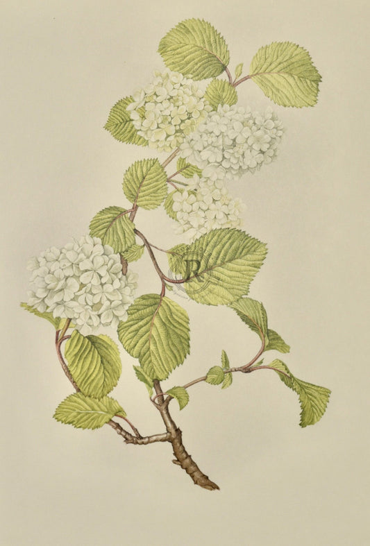 Limited Edition Botanical Print "Viburnum Plicatum Grandiflorum" by Elizabeth Cameron - Room Four
