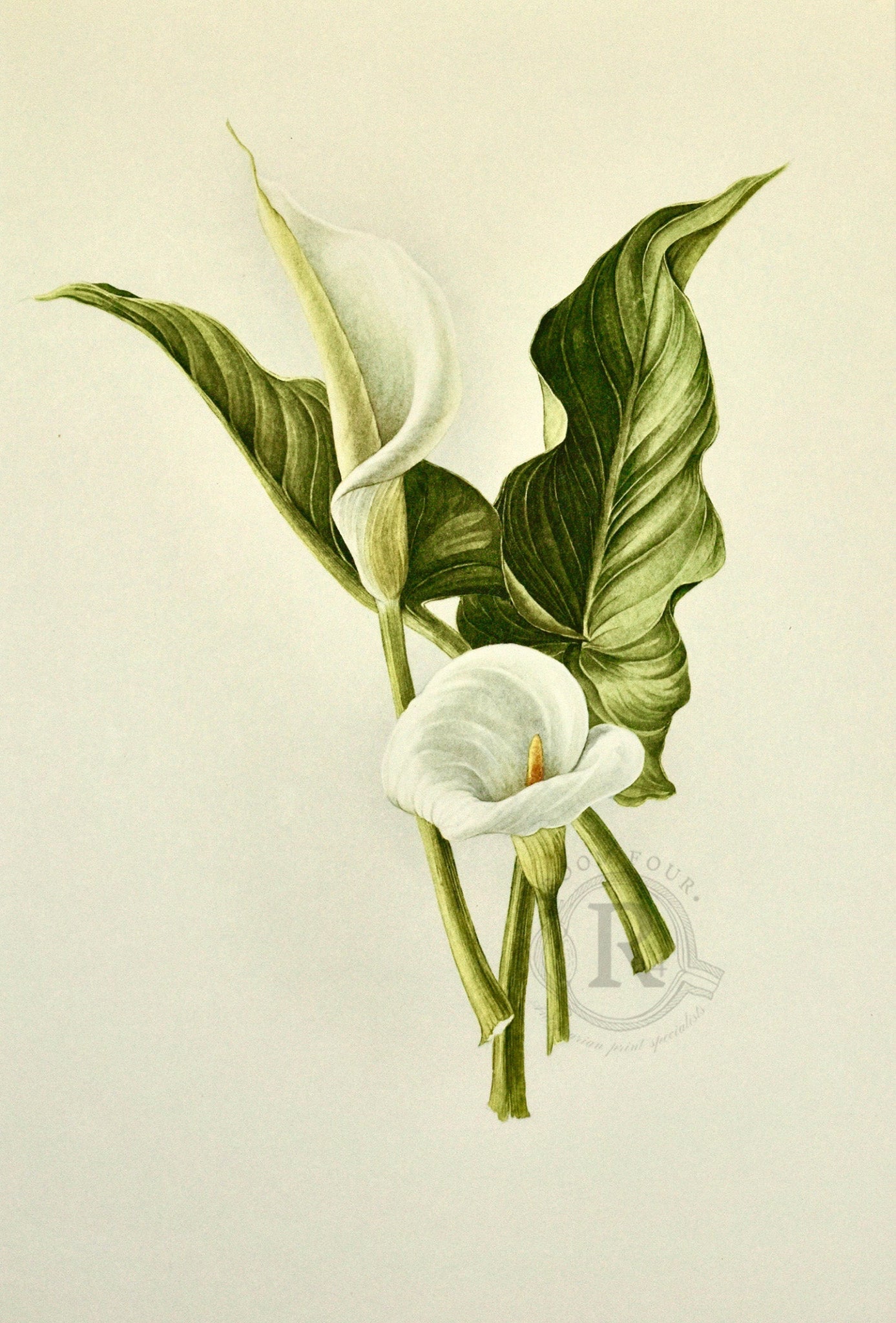 Limited Edition Botanical Print "Zantedeschia Aethiopica" by Elizabeth Cameron - Room Four