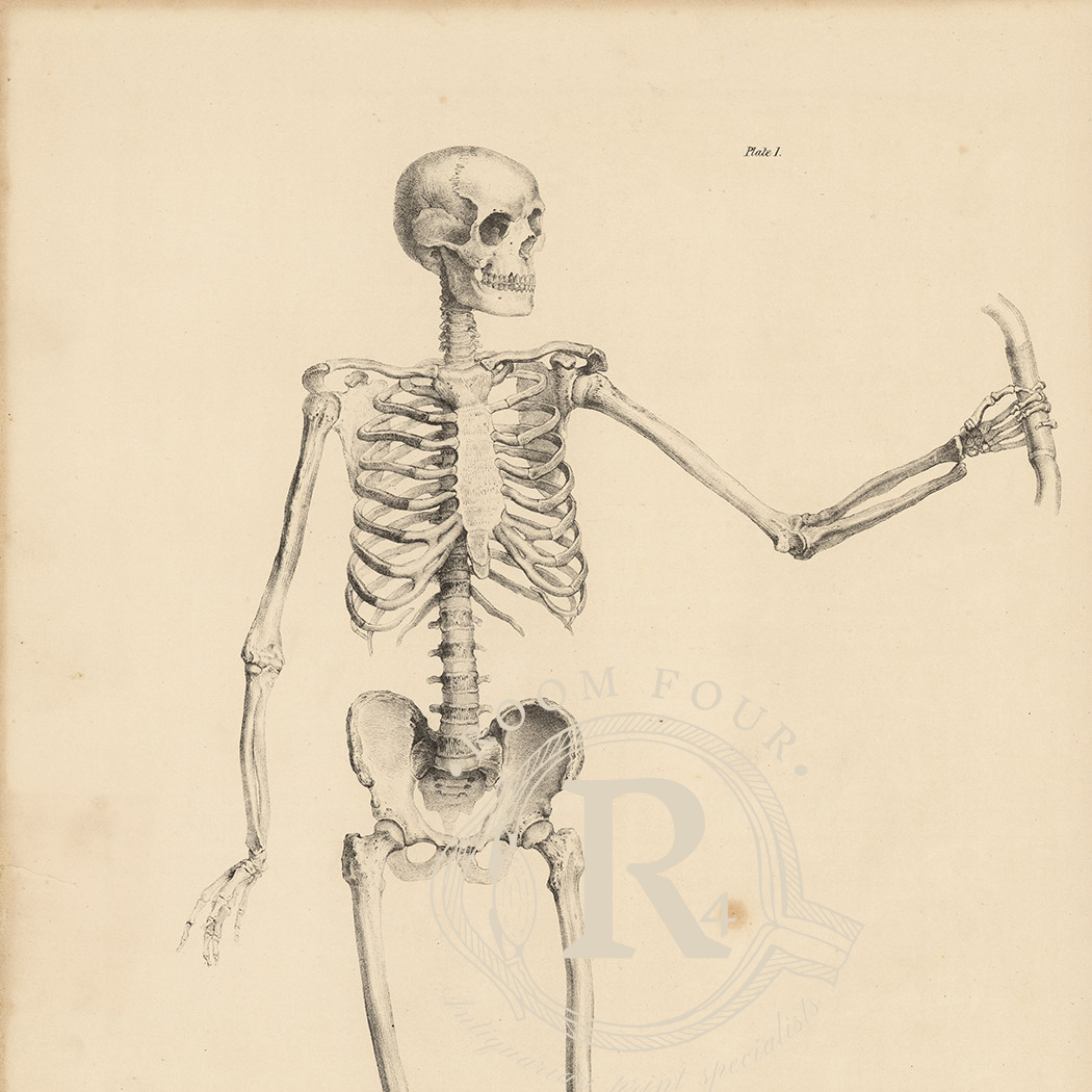 Dessin anatomique du XIXe siècle, système vasculaire Quain - Reins