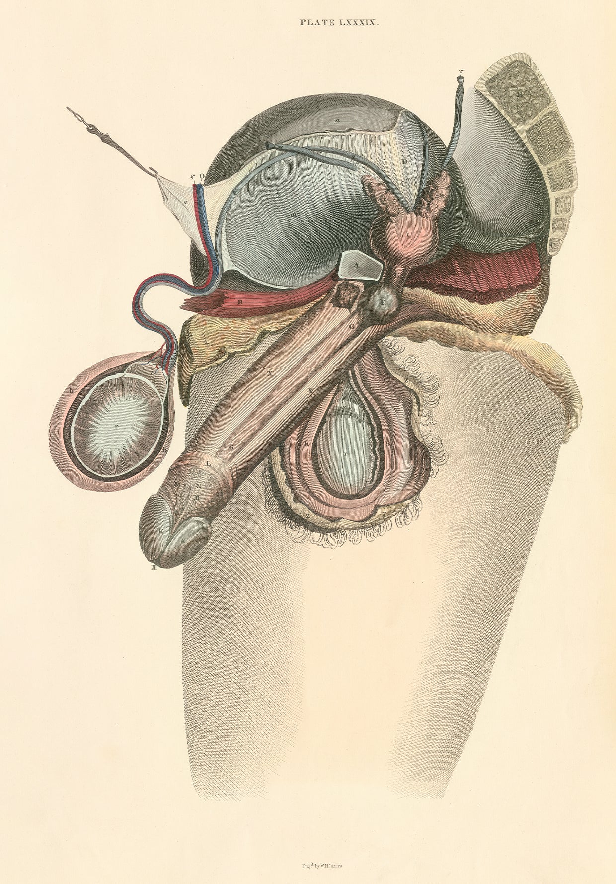 Male Reproductive Organs .. Anatomy Wall Art Digital Print - Room Four
