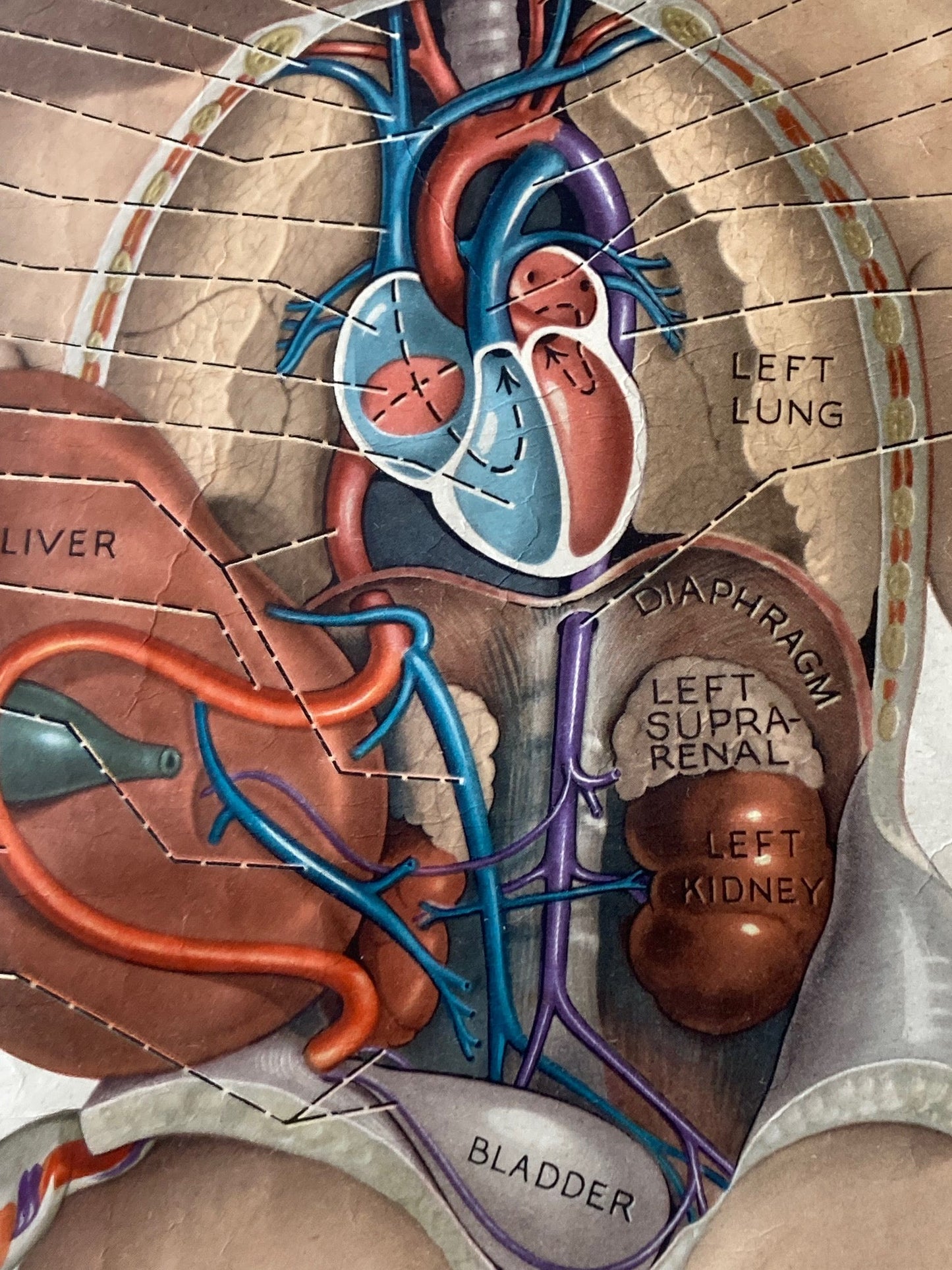 PAEDIATRICS Wall Chart Foetal Circulation , 1940's - Room Four