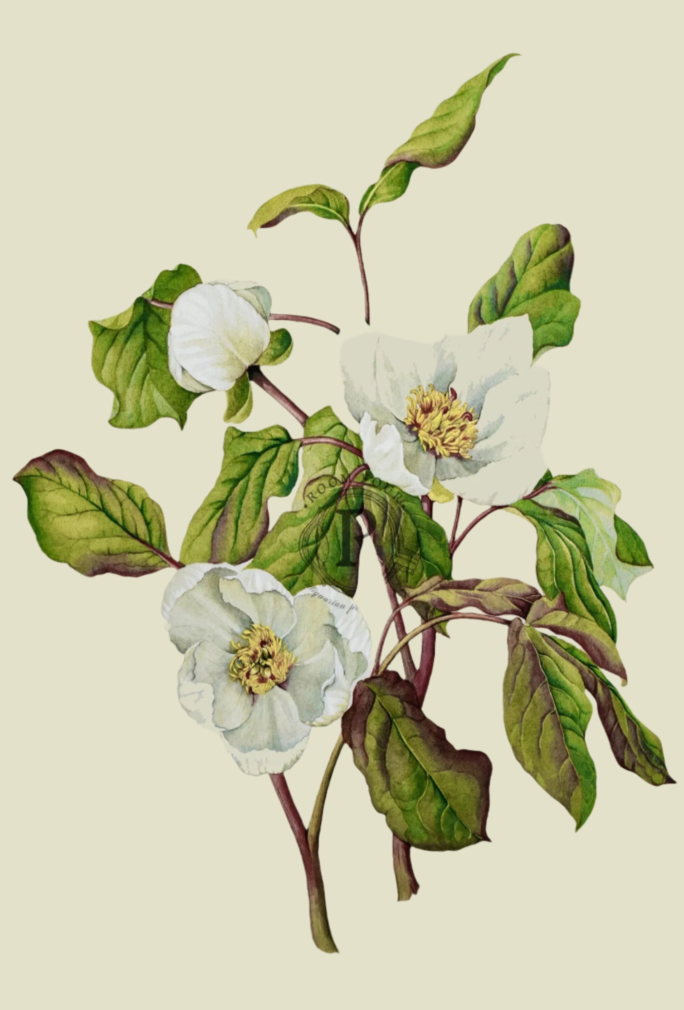 Paeonia Obovata Alba – Botanical Print by Elizabeth Cameron Limited Edition - Room Four
