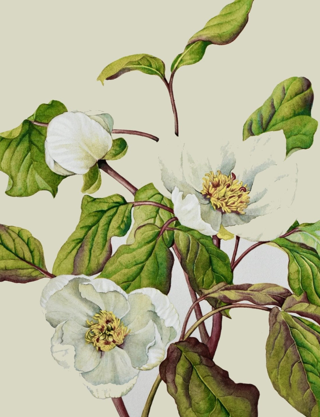 Paeonia Obovata Alba – Limited Edition Botanical Print by Elizabeth Cameron - Room Four