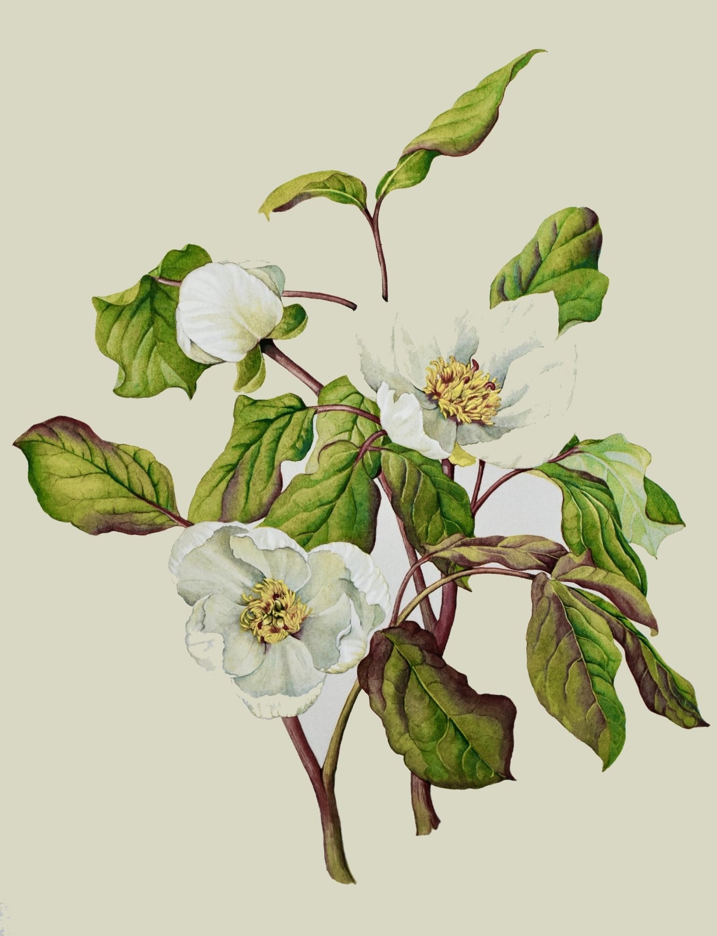 Paeonia Obovata Alba – Limited Edition Botanical Print by Elizabeth Cameron - Room Four