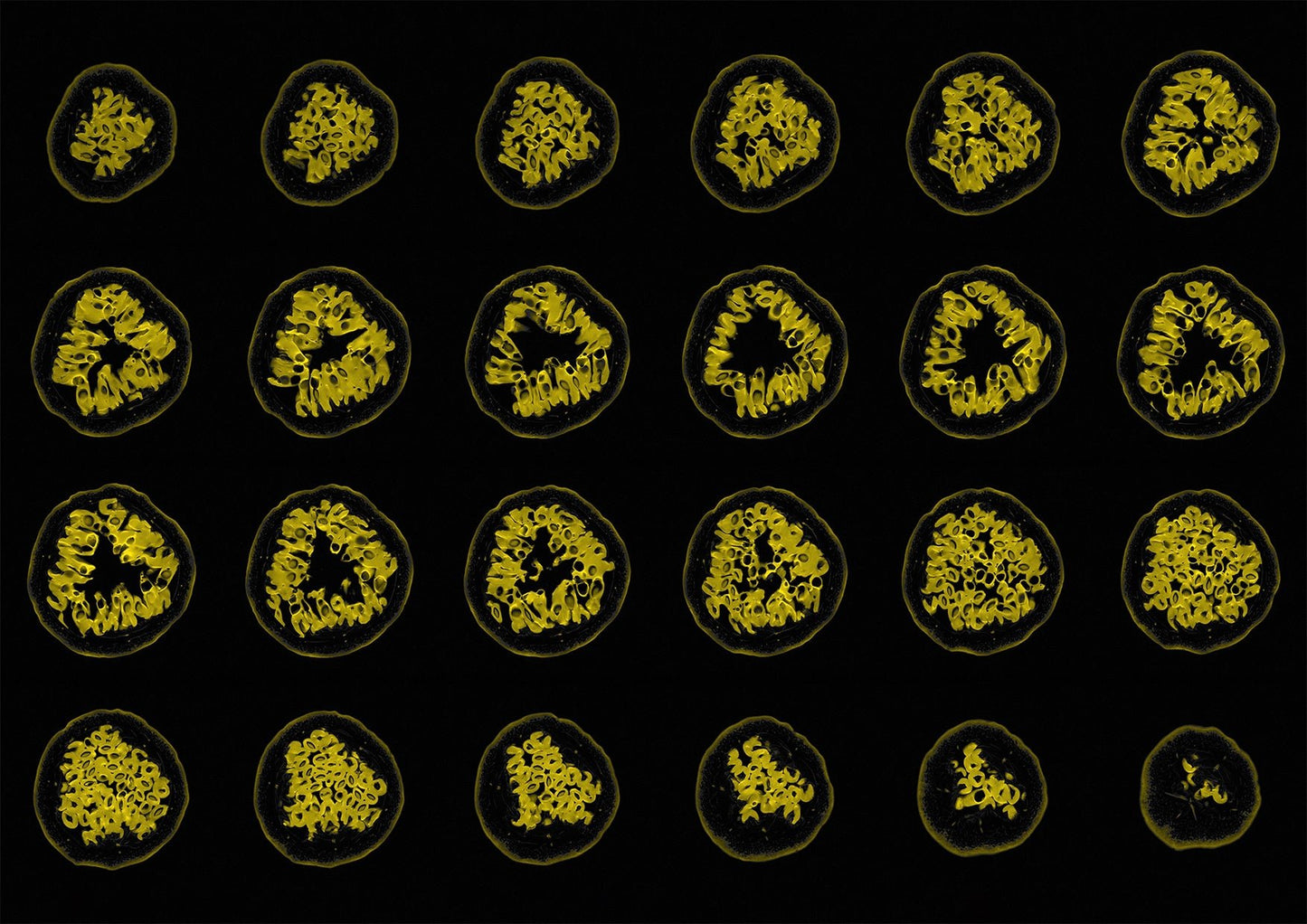 Passion Fruit MRI Scan Kitchen Wall Art Print - Room Four