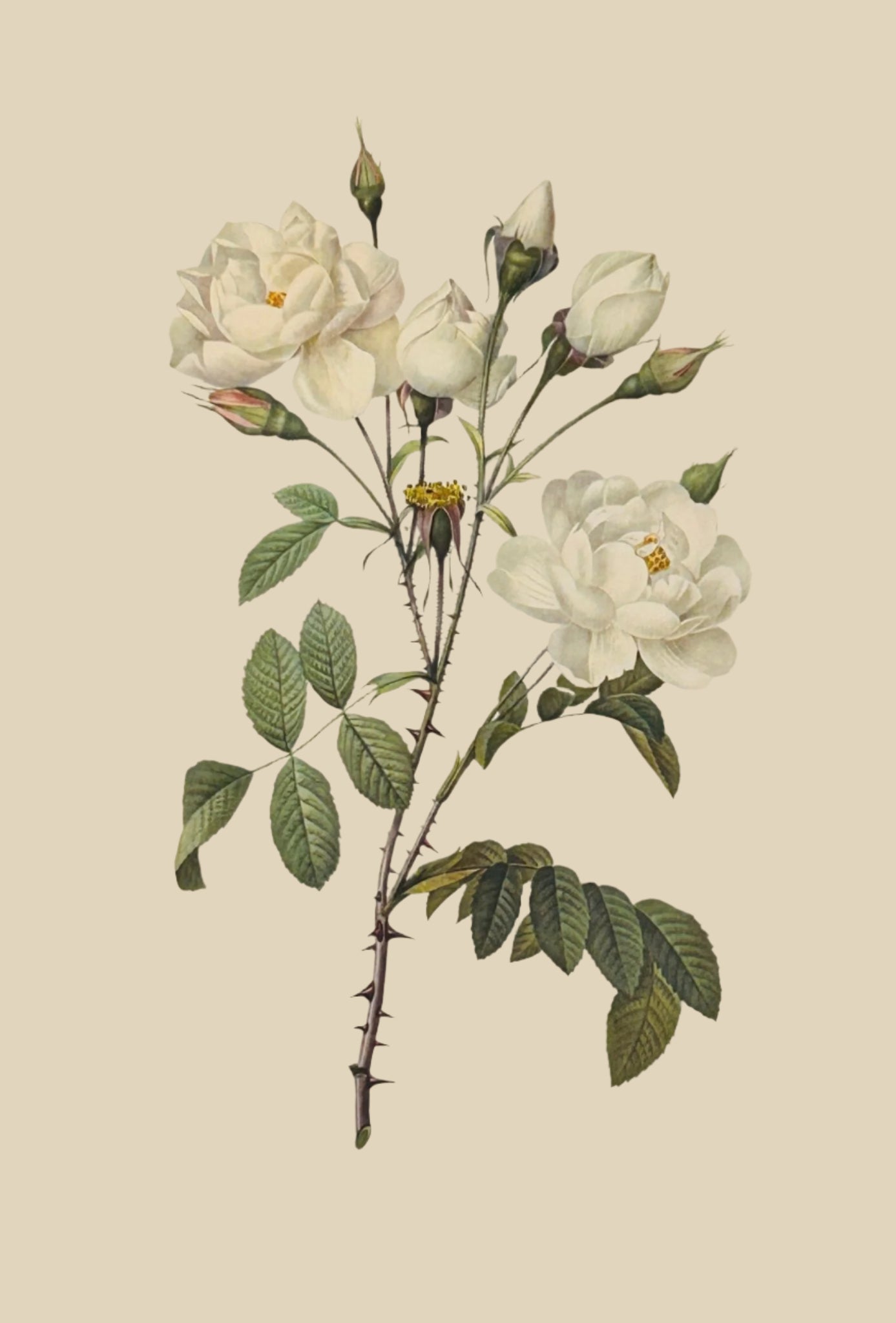 Pierre Redoute Roses 'Rosa Campanulata Alba' White Rose - Room Four