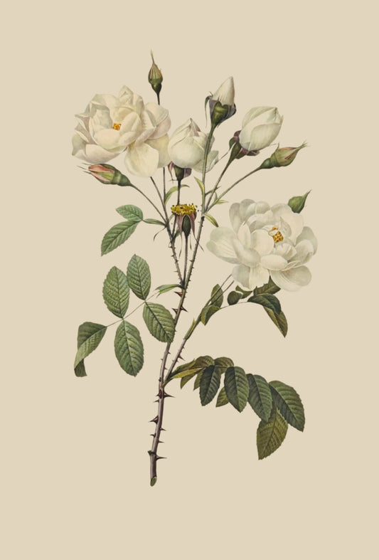 Pierre Redoute Roses 'Rosa Campanulata Alba' White Rose - Room Four