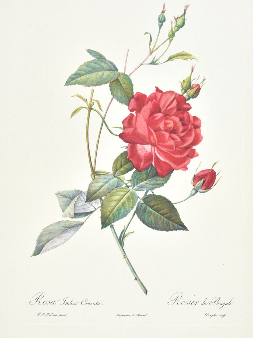 Pierre Redoute Roses 'Rosa Indica Cruenta' - Room Four