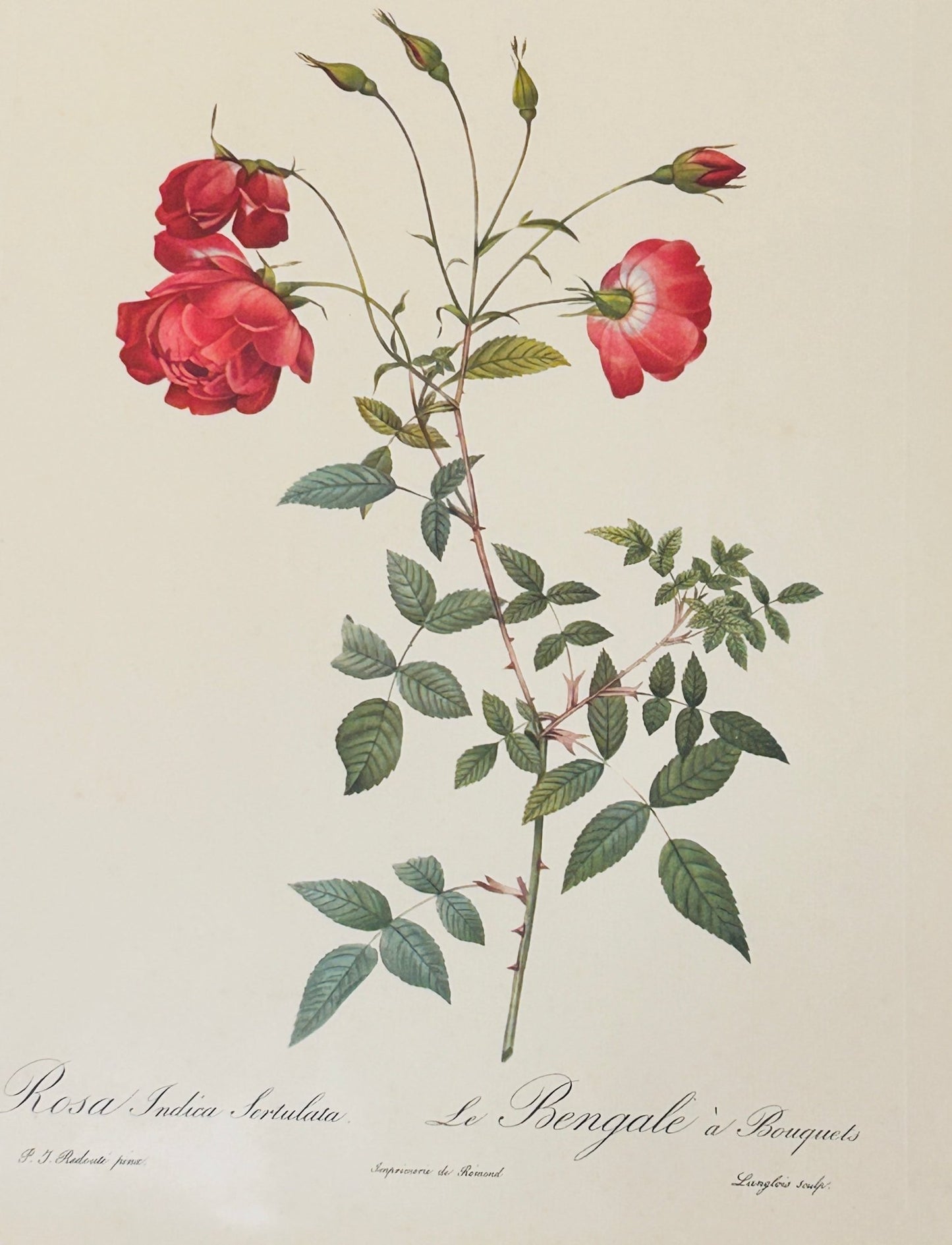 Pierre Redoute Roses 'Rosa Indica Sertulata' Wall Art Print - Room Four