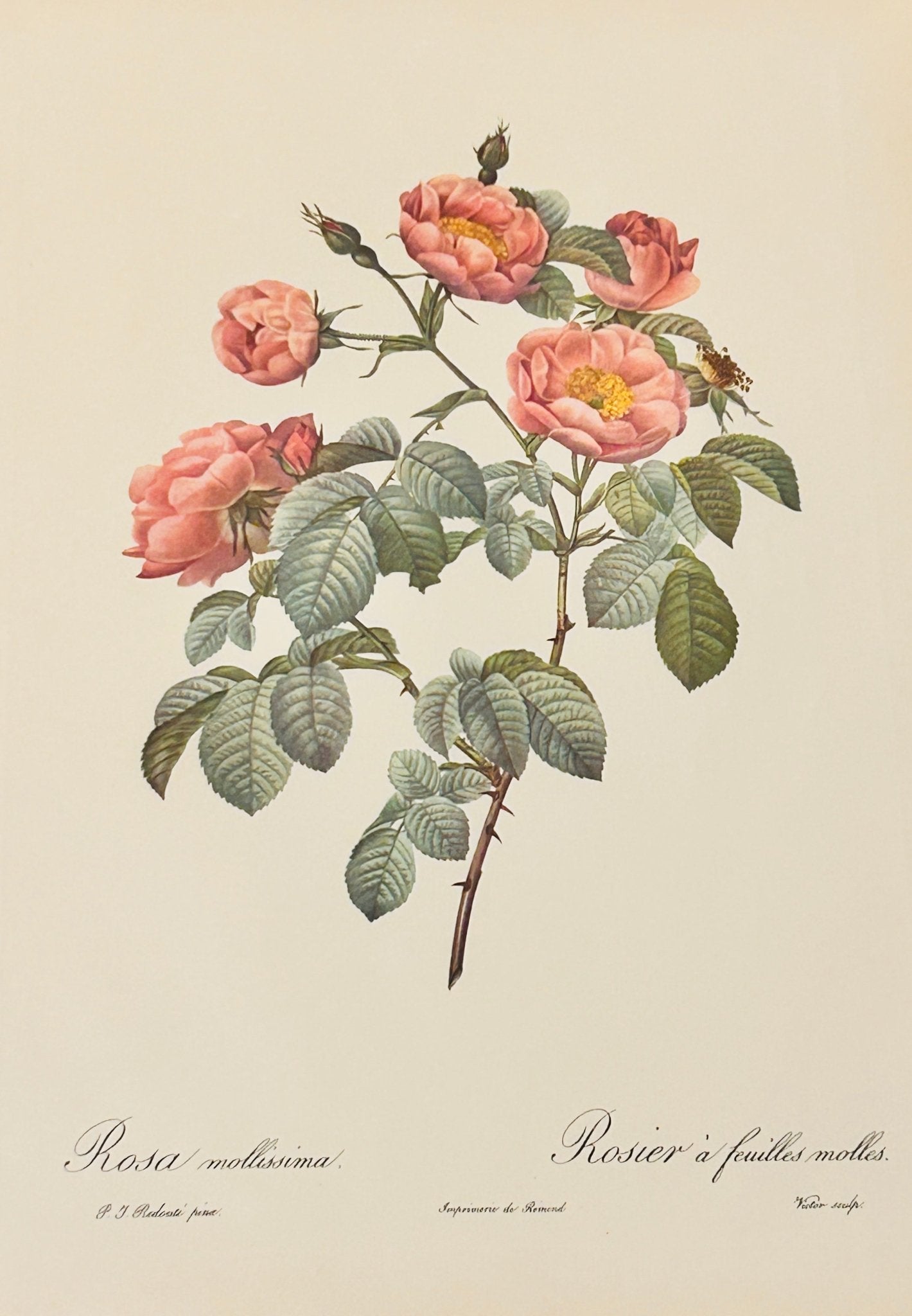 Pierre Redoute Roses 'Rosa Mollissima' - Room Four