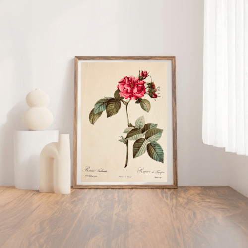 Pierre Redoute Roses 'Turbinate Rosier de Frankfort" - Room Four