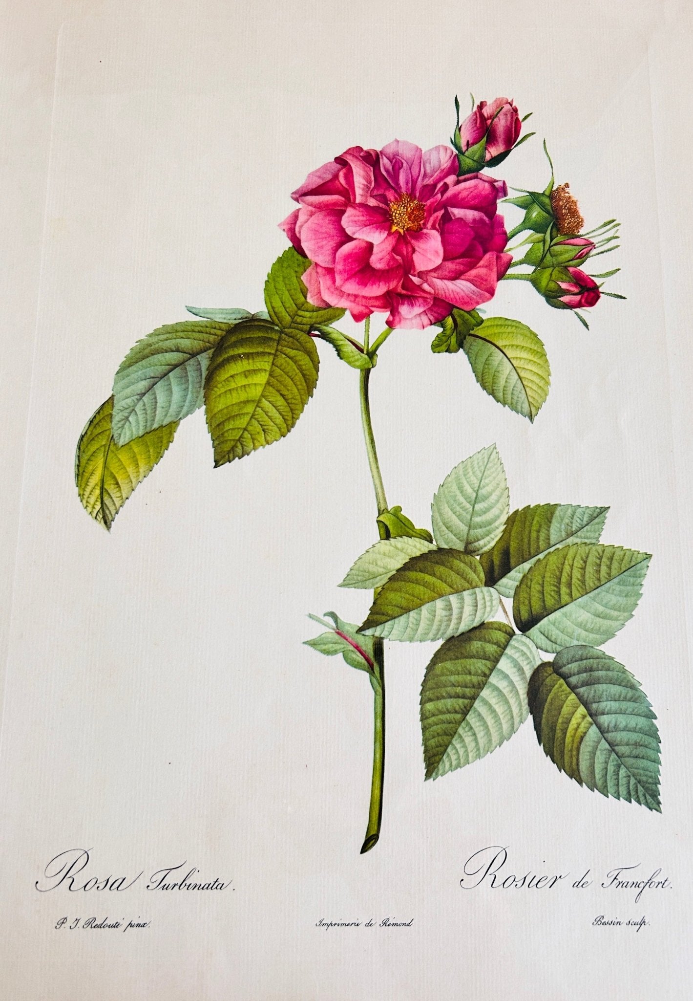 Pierre Redoute Roses 'Turbinate Rosier de Frankfort" - Room Four