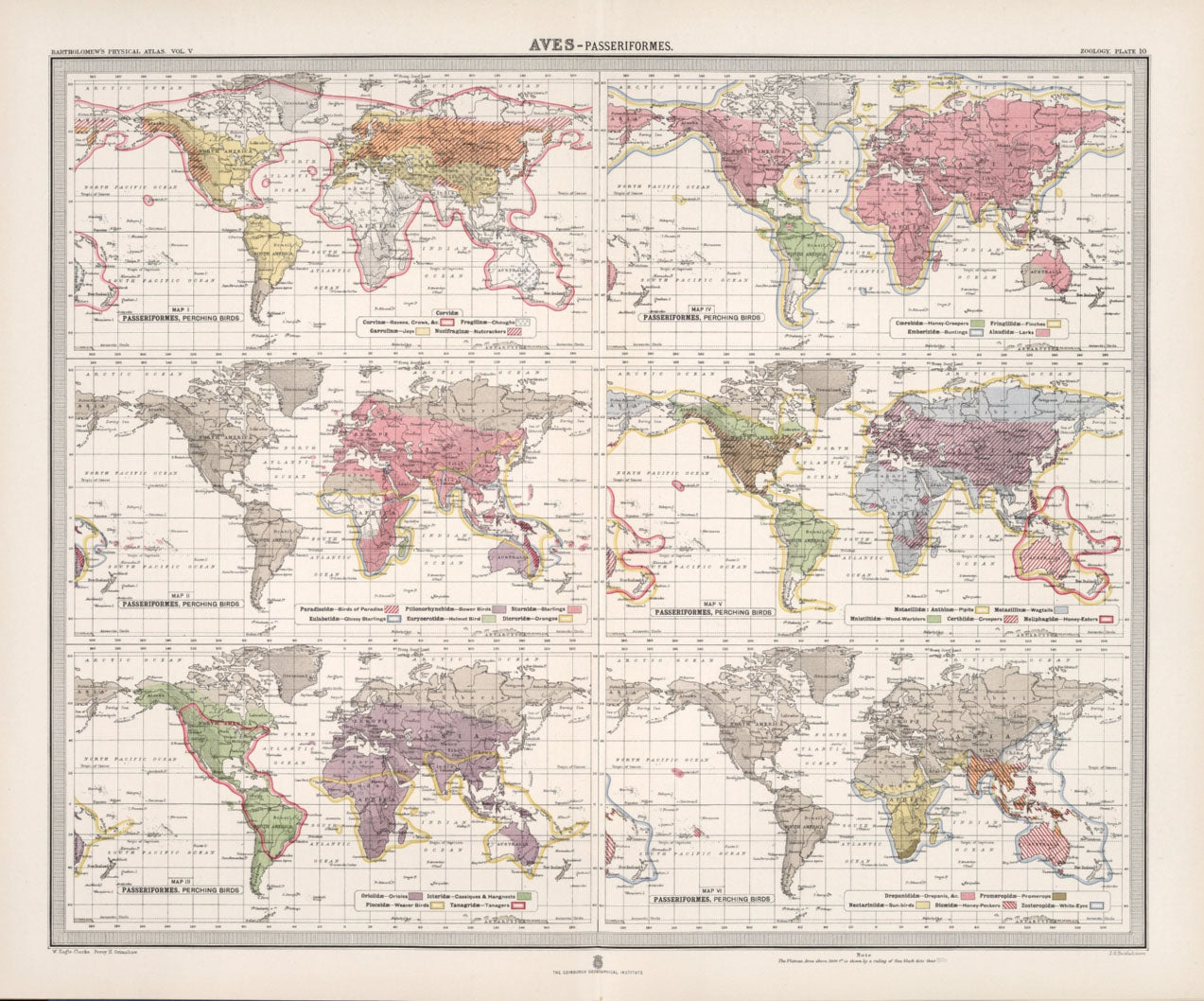 Antique Zoogeography Map - PERCHING BIRDS – Vintage Zoology Chart, early 20th Century