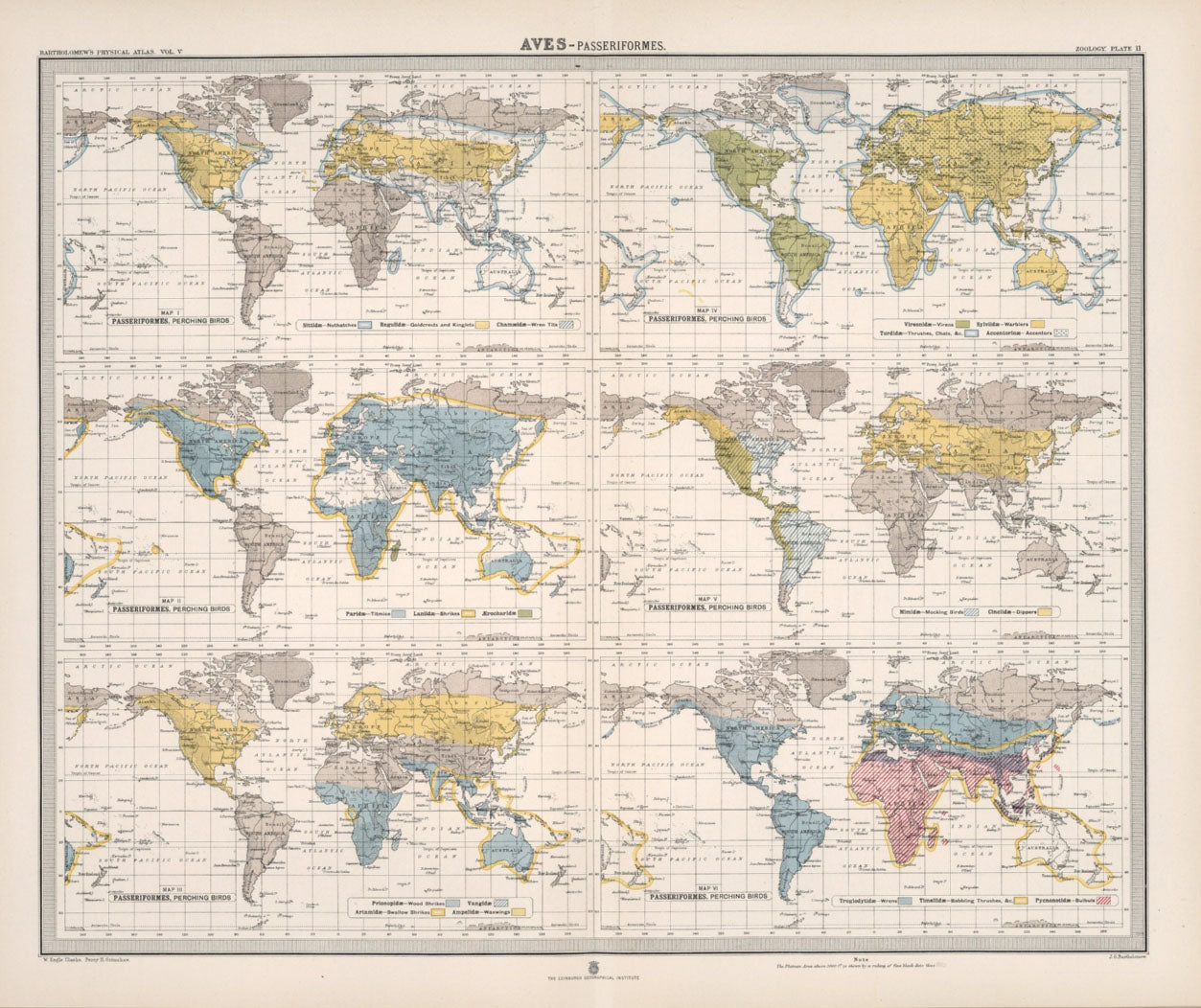 Antique Zoogeography Map - AVES , PERCHING BIRDS – Vintage Zoology Chart Early 20th Century