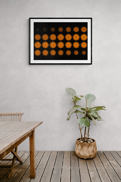 Mandarin Orange Fruit MRI Scan Kitchen Wall Art Print - Axial View