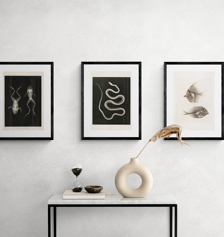 Snake X - Ray Black & White Photography Wall Art Print - Room Four