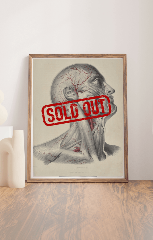 Sold – 19th Century Vascular Anatomical Drawing Plate 2 (Quain) - Room Four