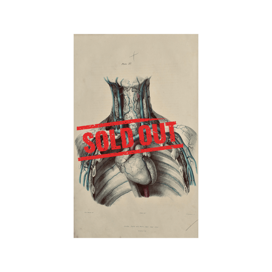 Sold – 19th Century Vascular Anatomical Drawing Plate 37 (Quain) - Room Four