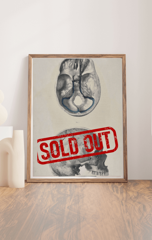 Sold – 19th Century Vascular Anatomical Drawing Plate 41 (Quain) - Room Four
