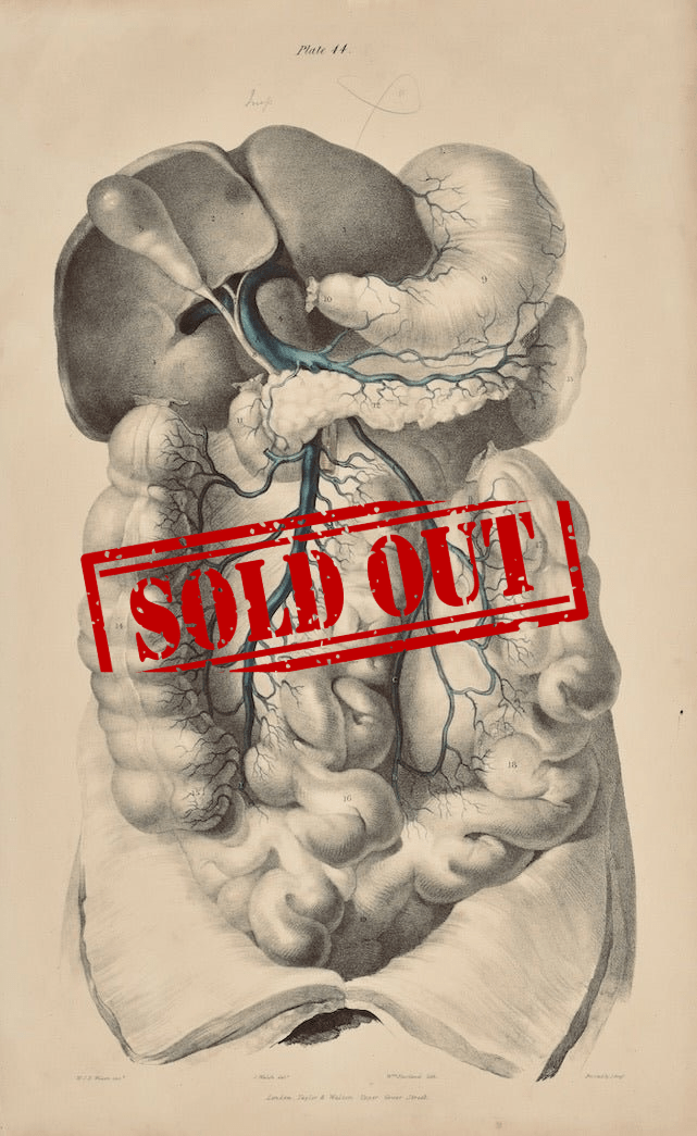 Sold – 19th Century Vascular Anatomical Drawing Plate 44 (Quain) - Room Four