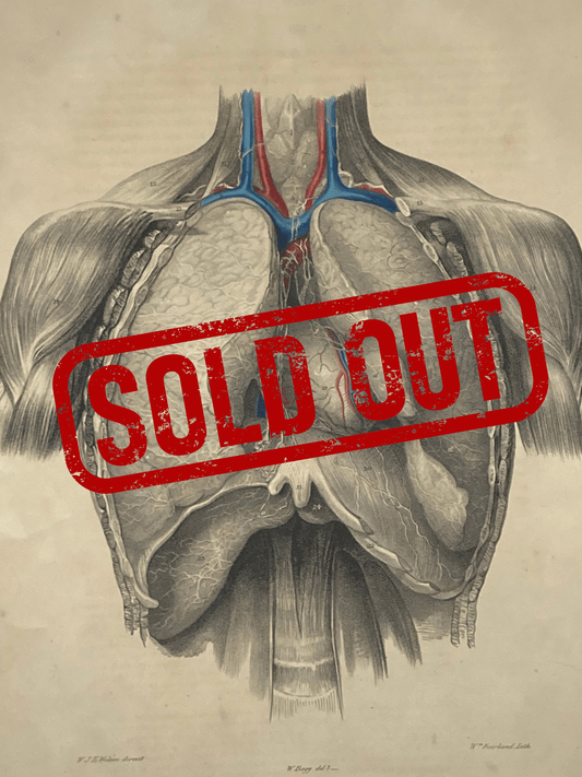 Sold – 19th Century Vascular Anatomical Drawing Plate 49 (Quain) - Room Four