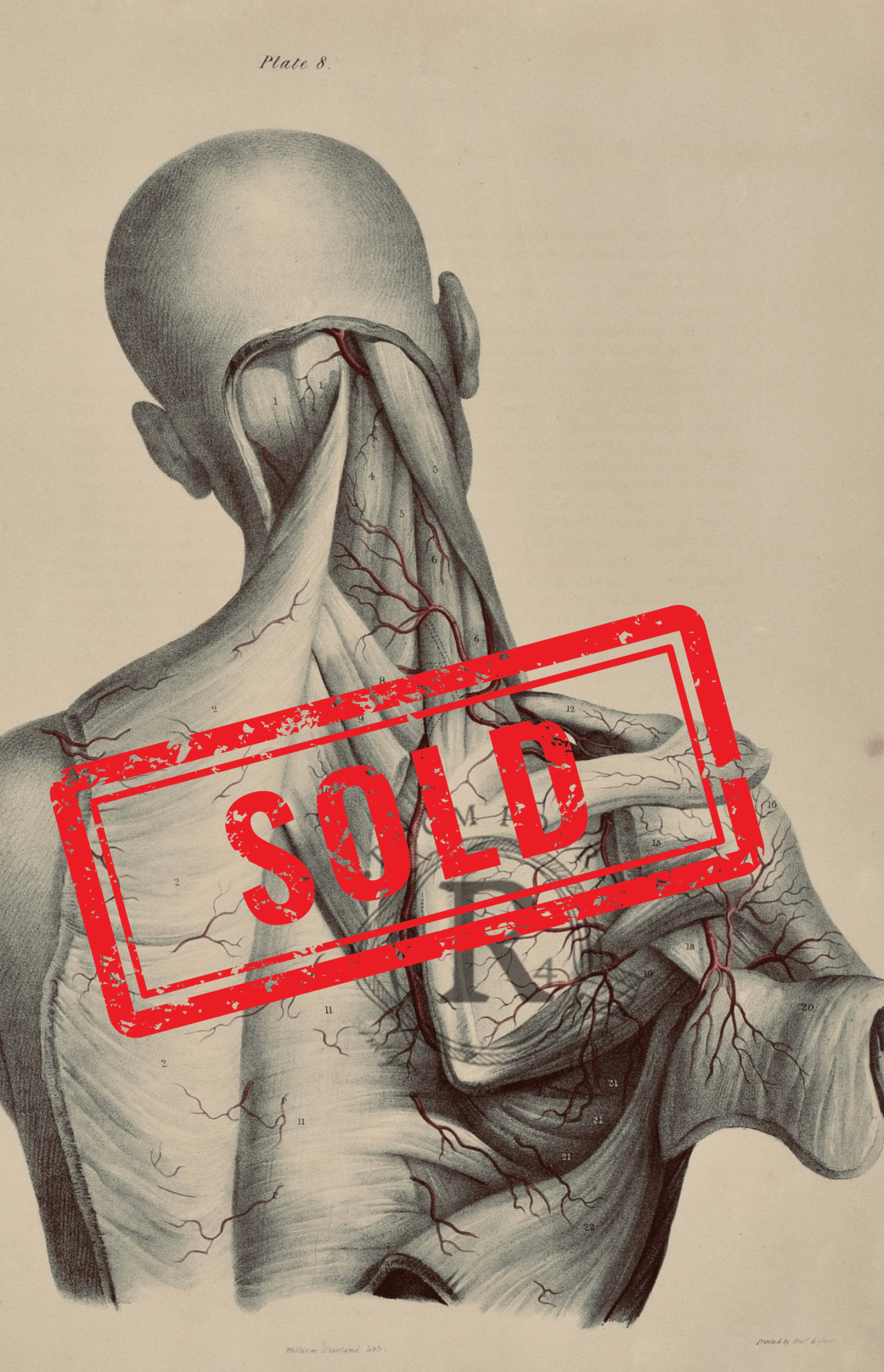 Sold – 19th Century Vascular Anatomical Drawing Plate 8 (Quain) - Room Four