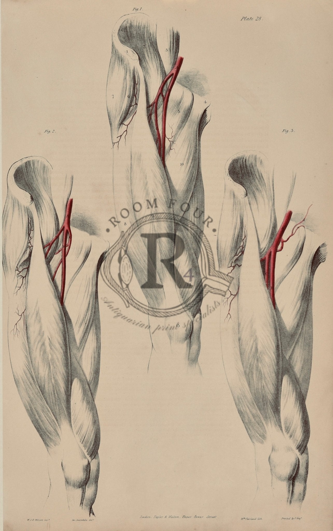 Sold – 19th - Century Vascular Anatomy, Plate 28 (Quain) - Room Four
