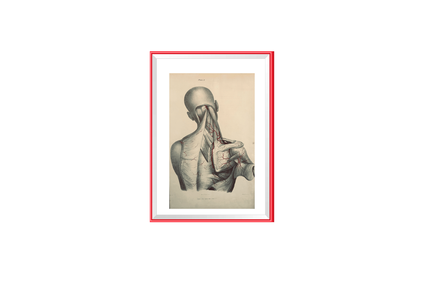 SOLD - Anatomical Original Wall Art - Vascular Head & Neck 8 - Room Four