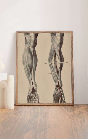 SOLD - Anatomical Original Wall Art - Vascular Leg 29 - Room Four