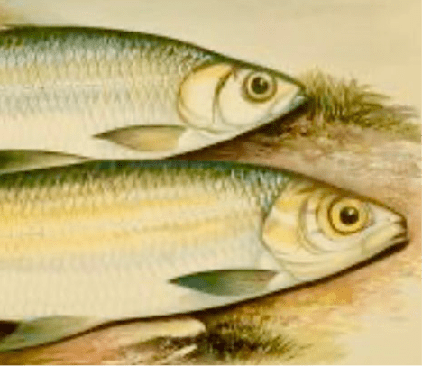 Sold - British Freshwater Fishes - Pollan Powan Antique Print - Room Four