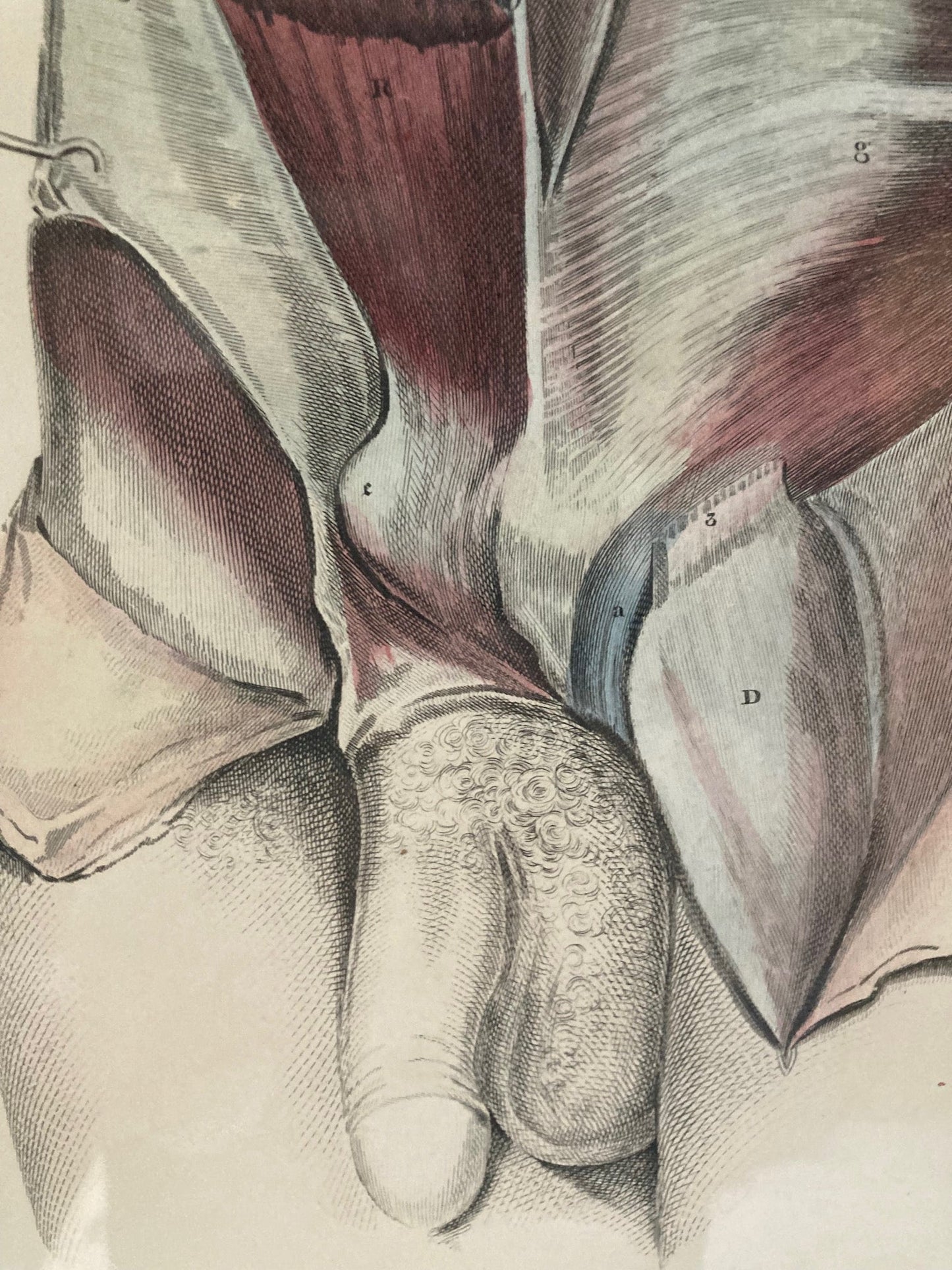Sold Early Anatomy Coloured Engraving Plate XXX - Room Four