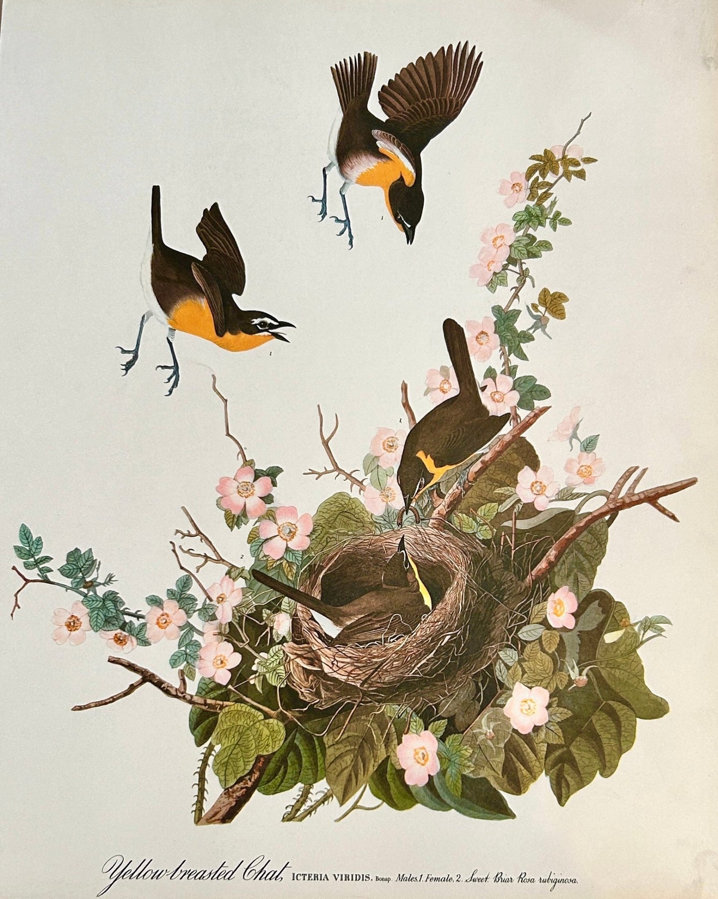 Sold Out - Vintage 1964 Lithographic Bird Print - Yellow Breasted Chat - Room Four