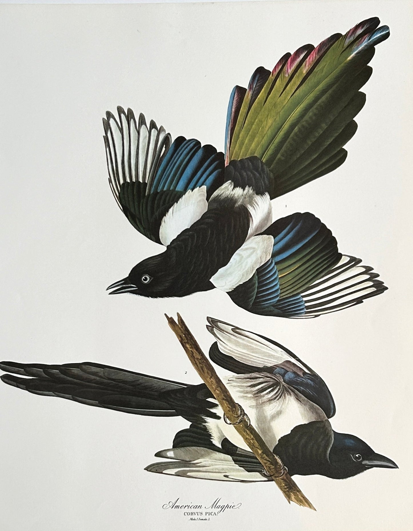 SOLD - Vintage 1964 Lithograph Print - American Magpie - Room Four
