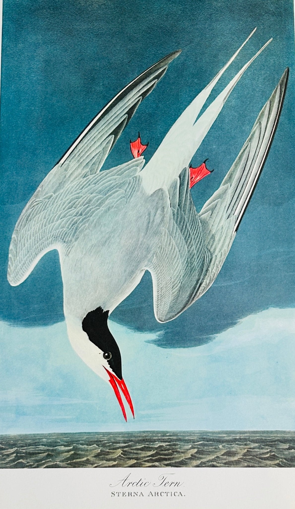 Sold - Vintage 1964 Lithograph Print - Arctic Tern - Room Four