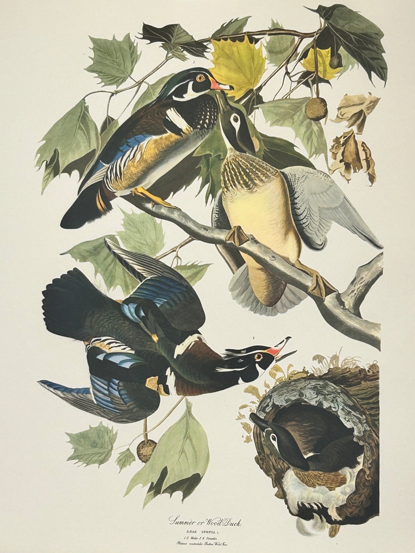 Sold - Vintage 1964 Lithographic Bird Print - Summer or Wood Duck - Room Four