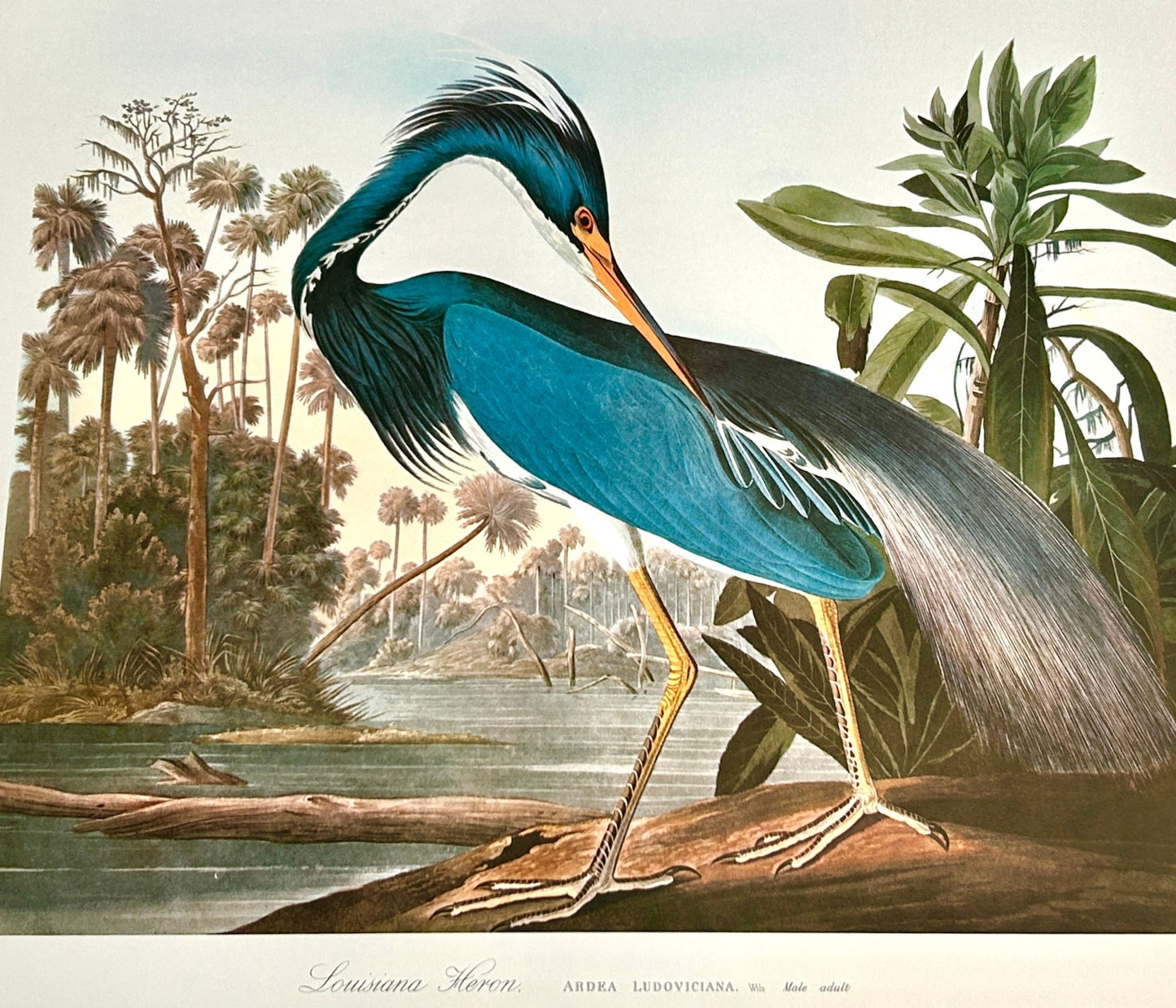 Sold - Vintage 1964 - Lithographic Print - Louisiana Heron - Room Four