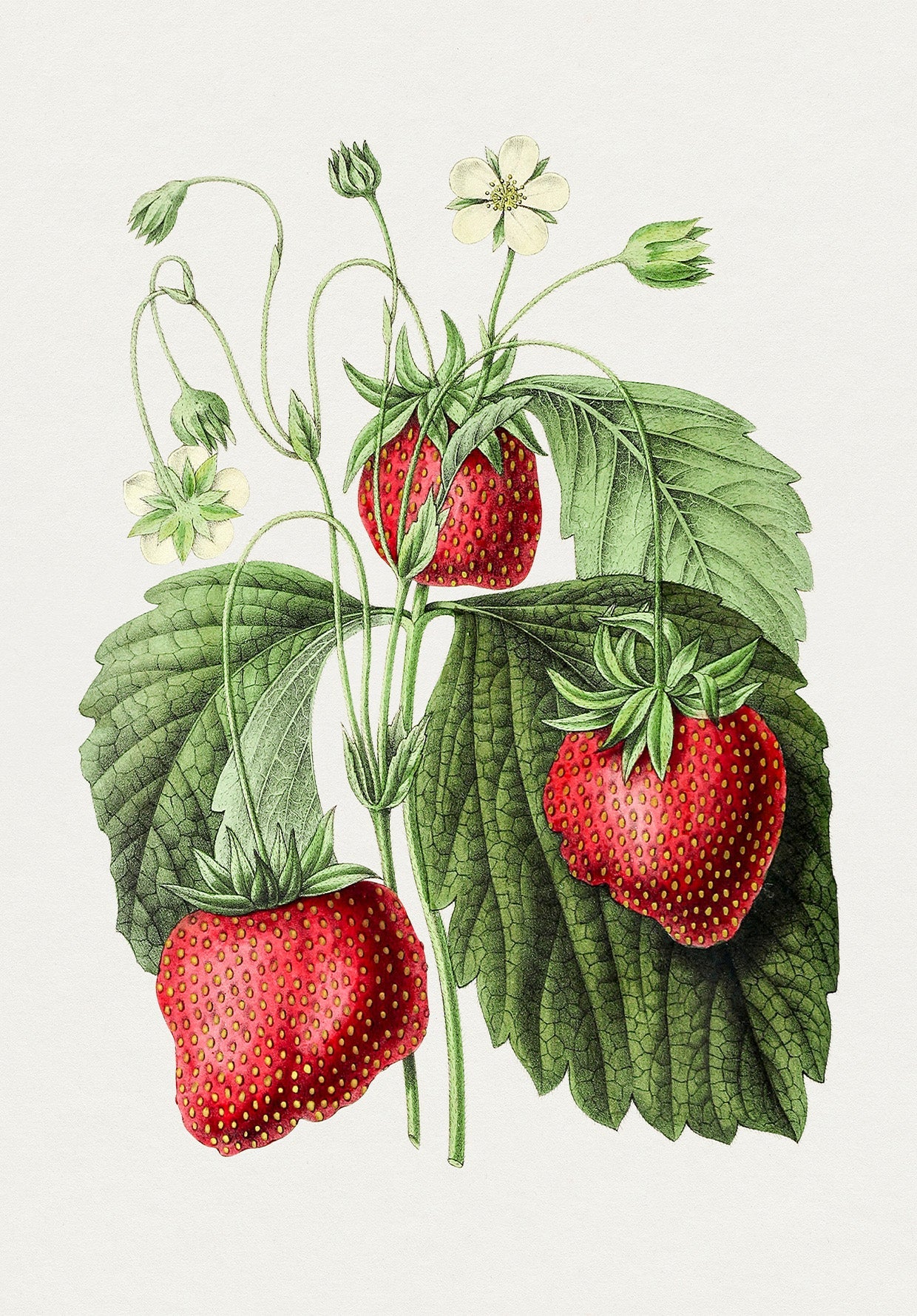 Strawberry Fruit Plant Vintage Wall Art Print - Room Four