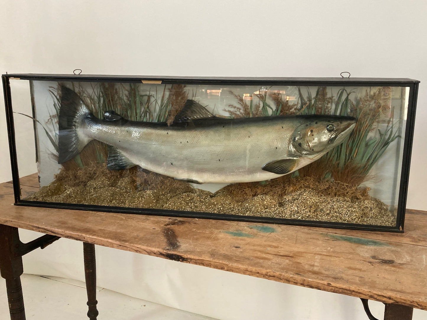 TAXIDERMY SALMON - Room Four