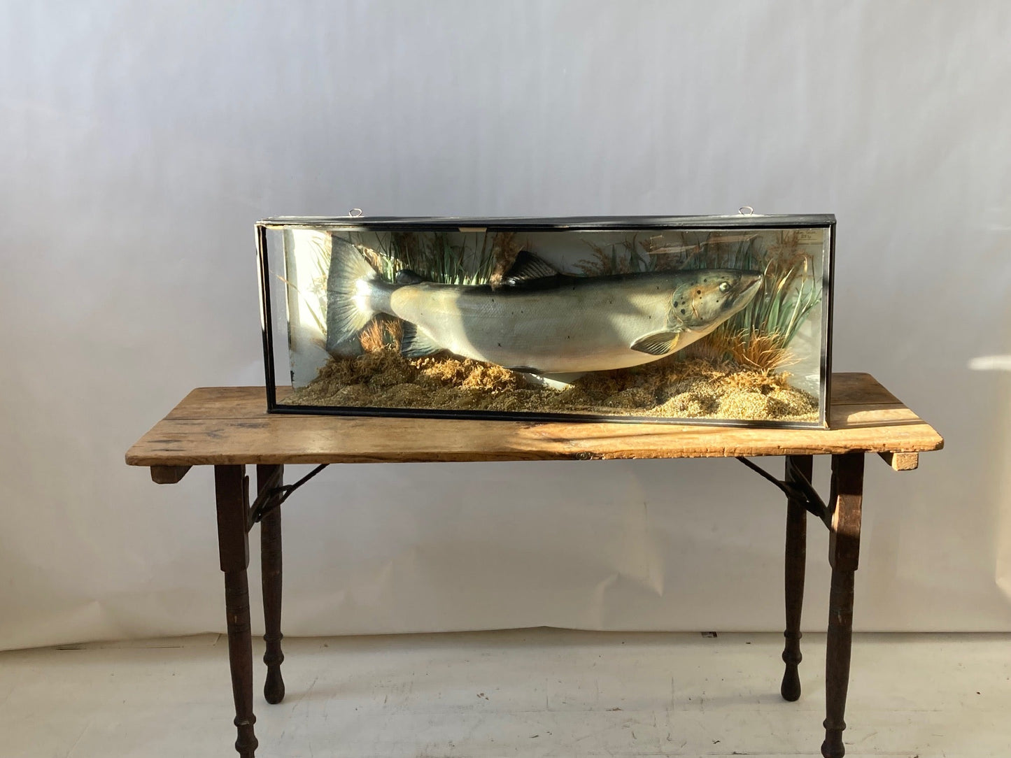 TAXIDERMY SALMON - Room Four