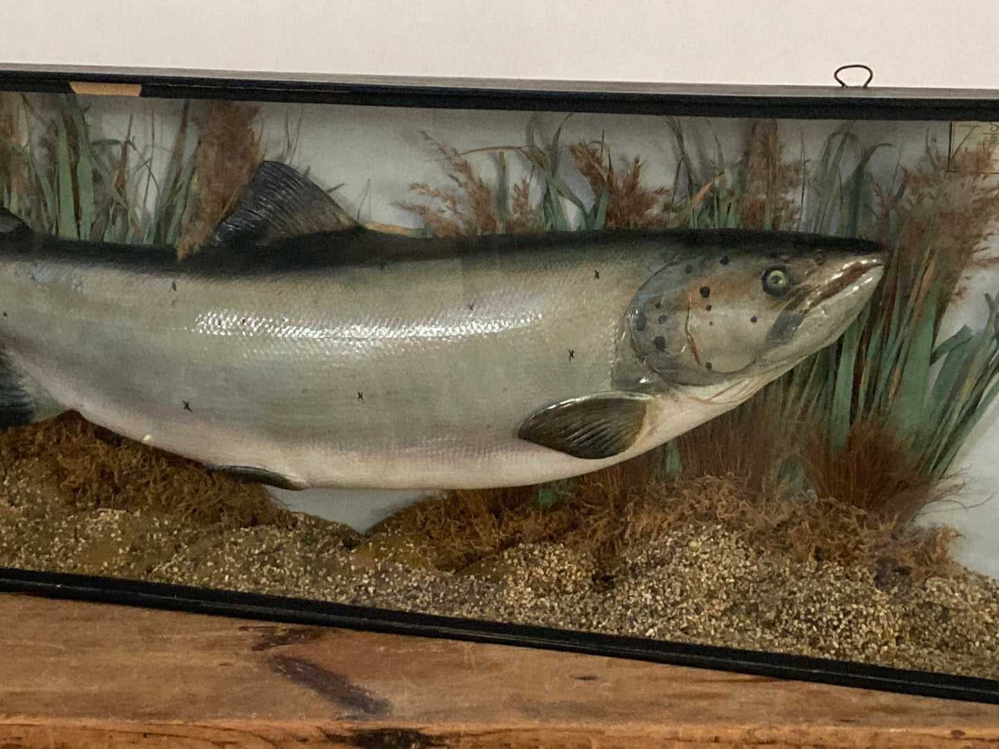 TAXIDERMY SALMON - Room Four