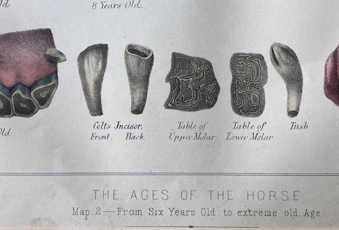The Ages of the Horse, c.1873 - Room Four
