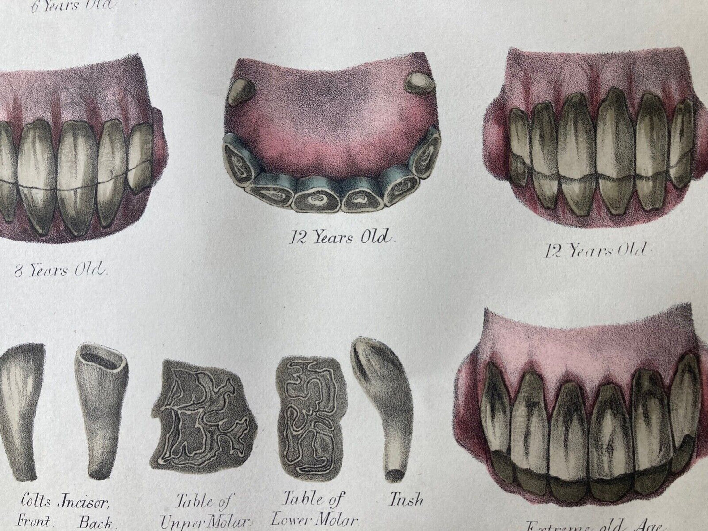 The Ages of the Horse, c.1873 - Room Four