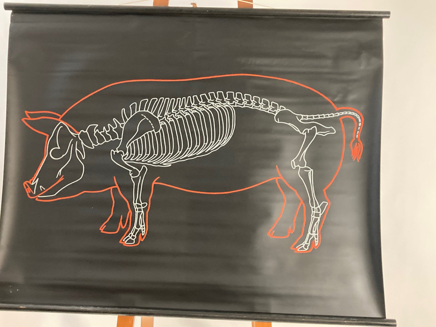 The Pig Vintage Anatomical Educational Wall Chart - Germany - Room Four